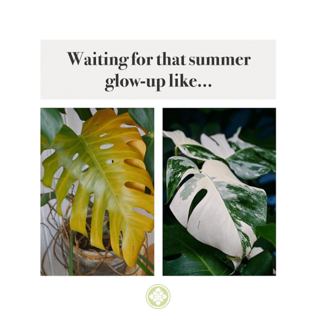 Meme with two photo of leaves: one that's healthy and one that's patchy. Text above the two images says, "Waiting for that summer glow-up like..."