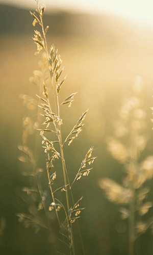 MBH OrganicIM CaseStudy thumb Malvern Behavioral Health: Organic IM